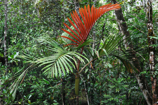 Actinokentia huerlimannii