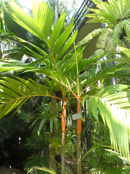 Areca 'Yellow Crownshaft