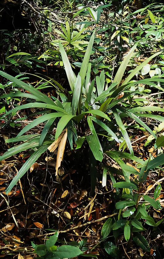 Areca brachypoda