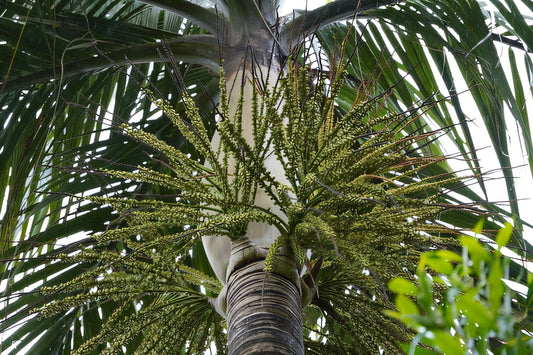 Areca furcata