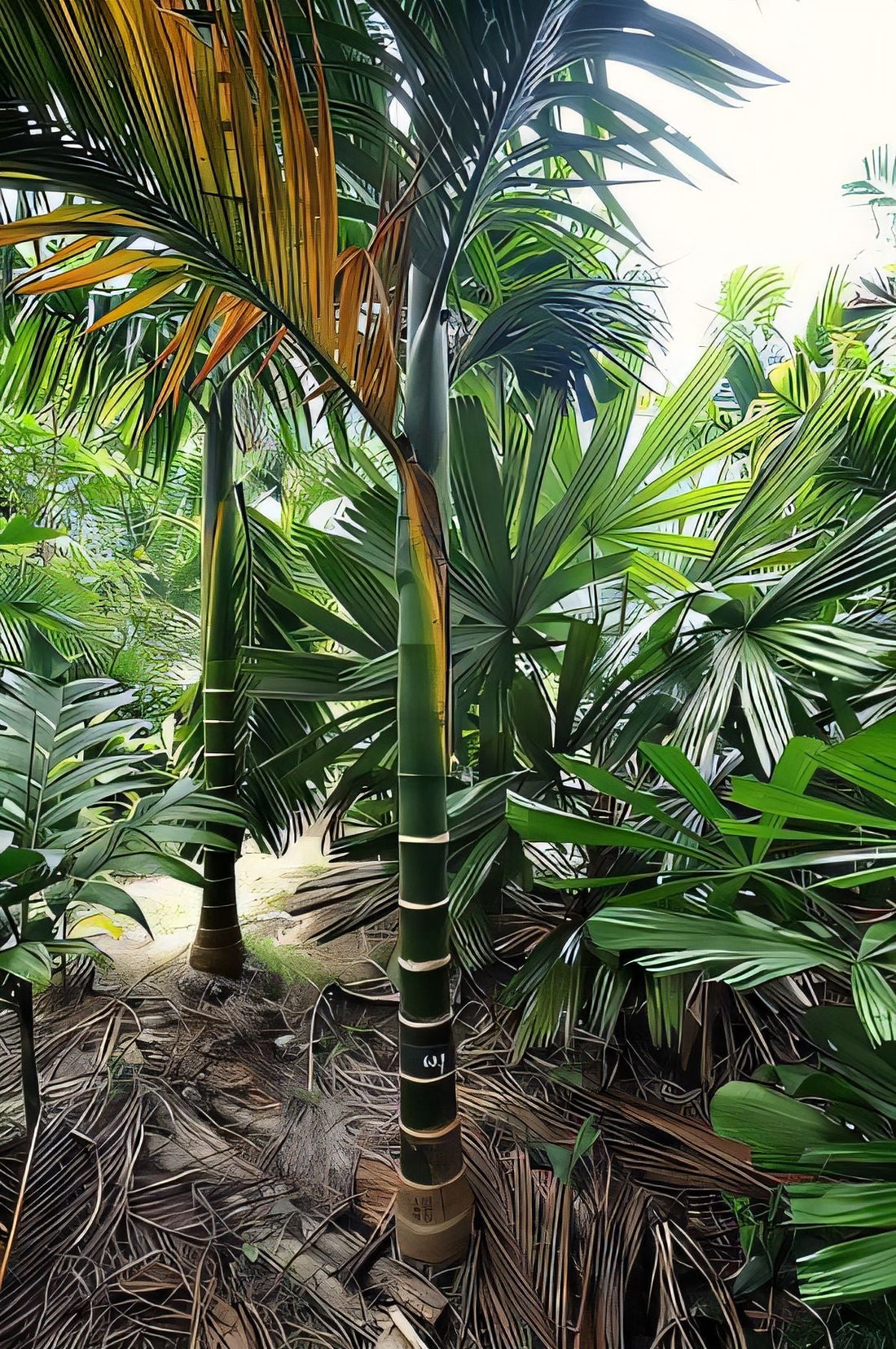 Areca hutchinsoniana