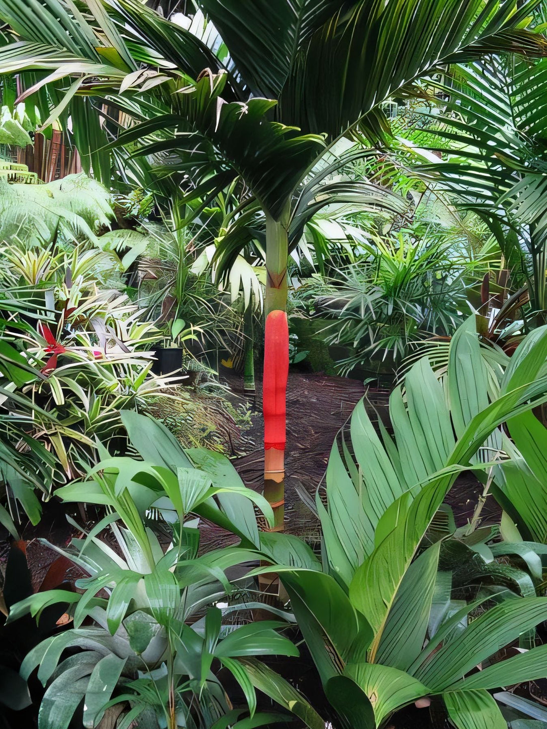 Areca macrocalyx var. ‘Marie’