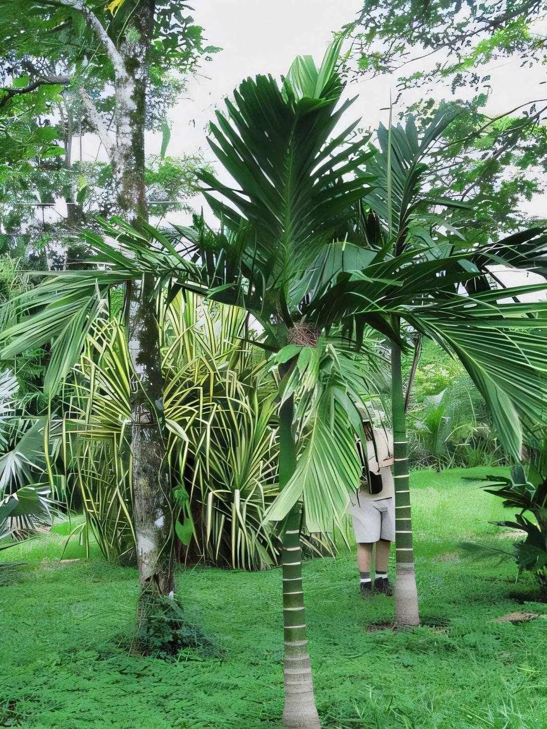 Areca montana