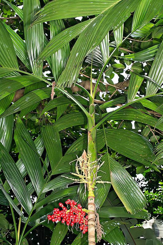 Areca novohibernica