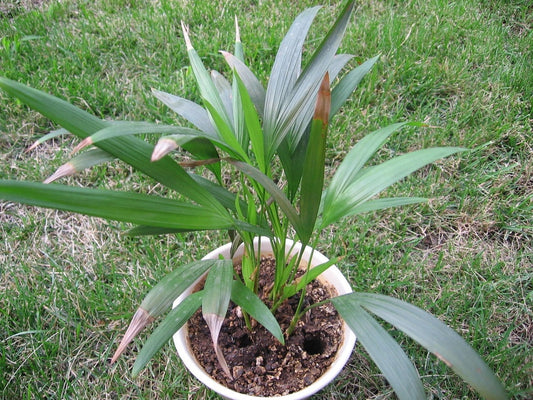 Areca rheophytica