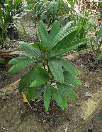 Areca ridleyana