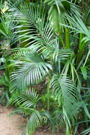 Areca riparia