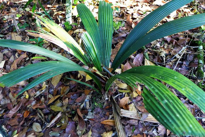 Areca subacaulis