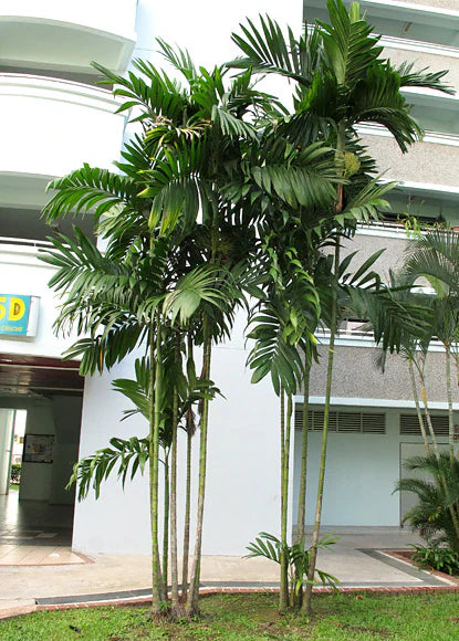 Areca triandra