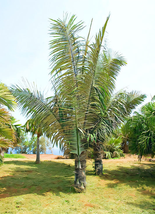 Arenga pinnata