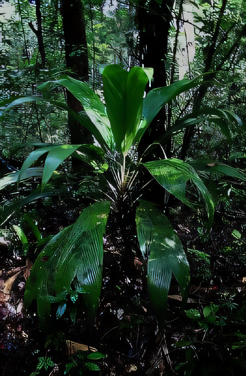 Asterogyne guianensis