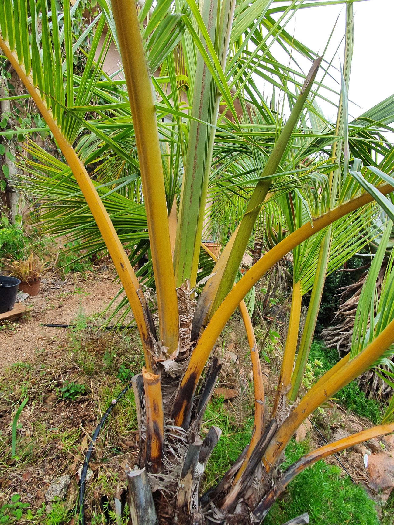 アフリカチリヤシ（Jubaeopsis caffra）Pondoland Palm（ポンドランドパーム） - 観葉植物