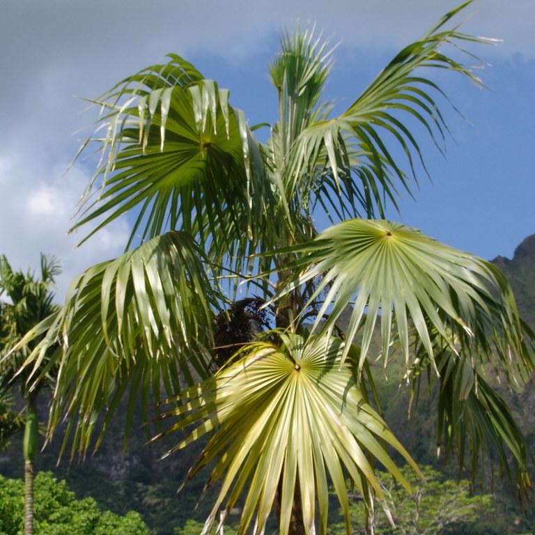 Thrinax radiata - Florida Thatch Palm - 25 pieces fresh seeds