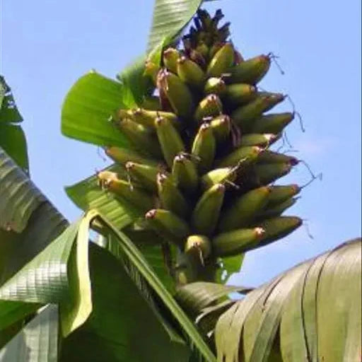 Musa maclayi sb. maclayi - Orange Banana - 10 pieces seeds