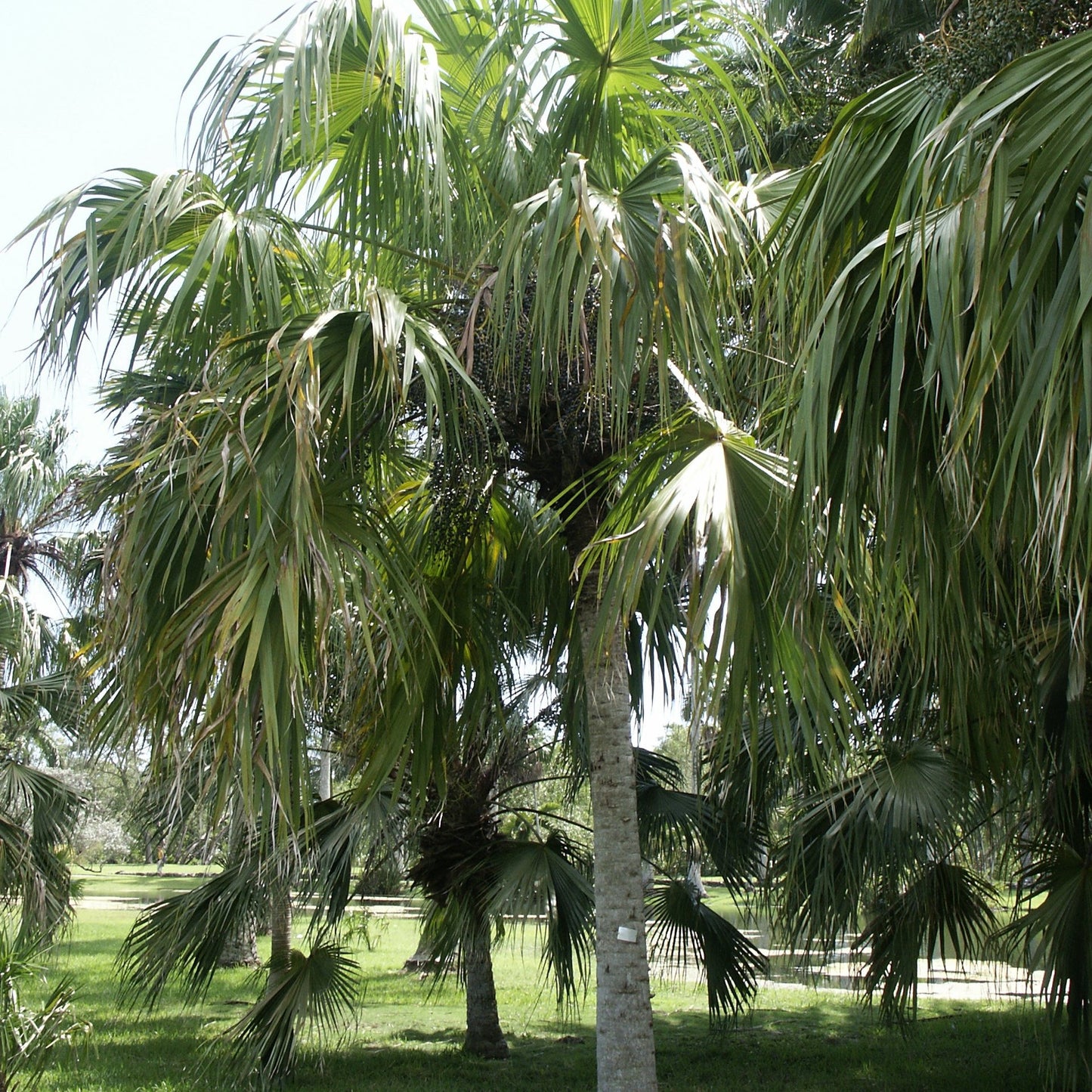 Livistona saribus - Taraw Palm - 30 cm plant