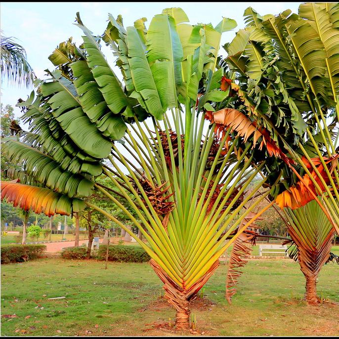 Ravenala madagascariensis - Travelers Palm - 10 Seeds