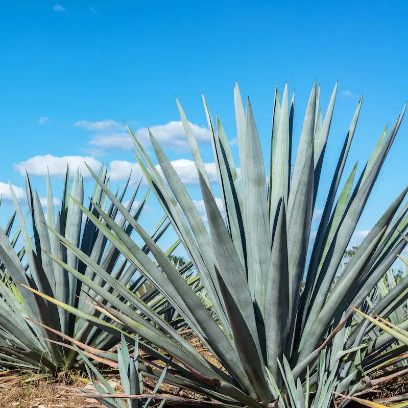 Agave_americana