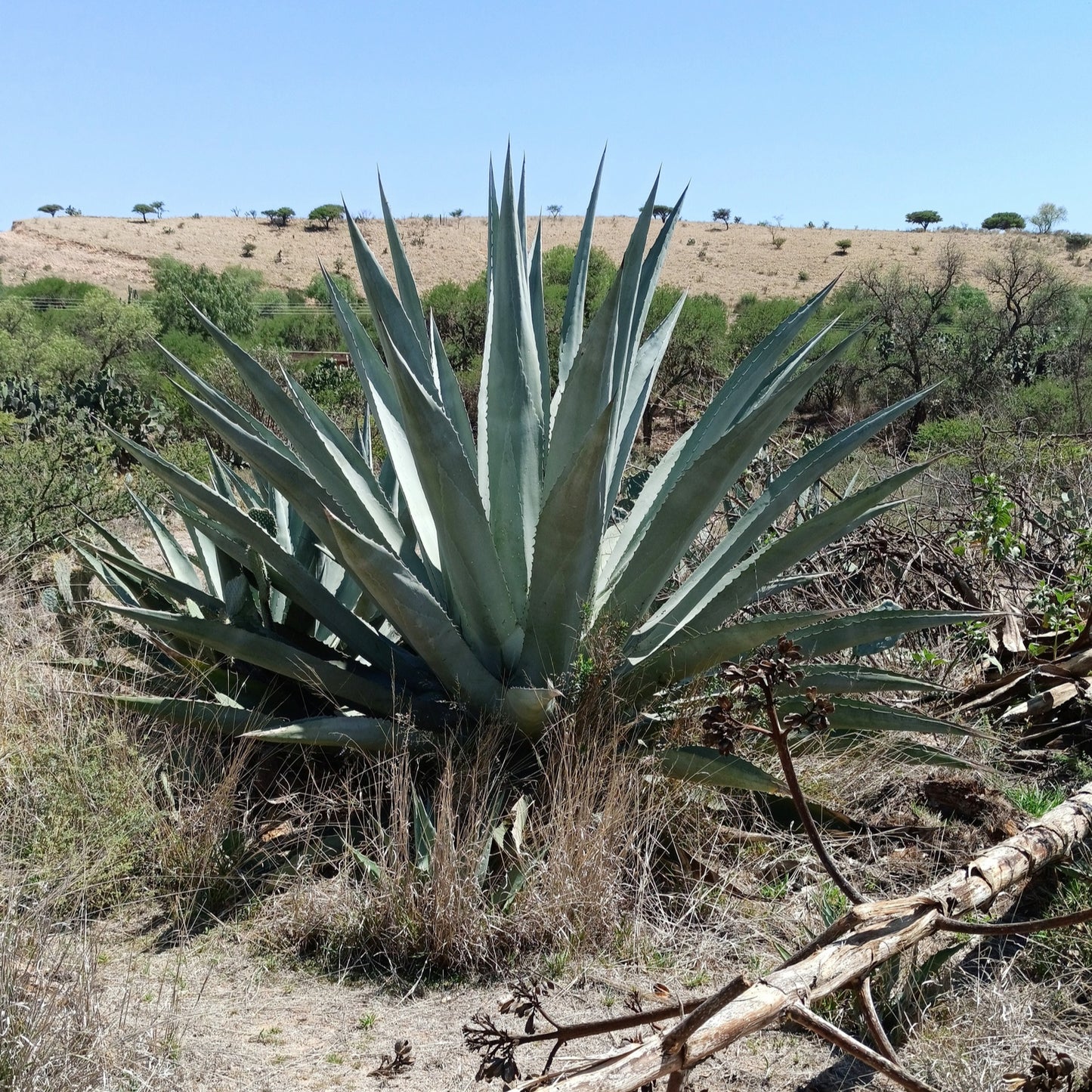 Agave_americana