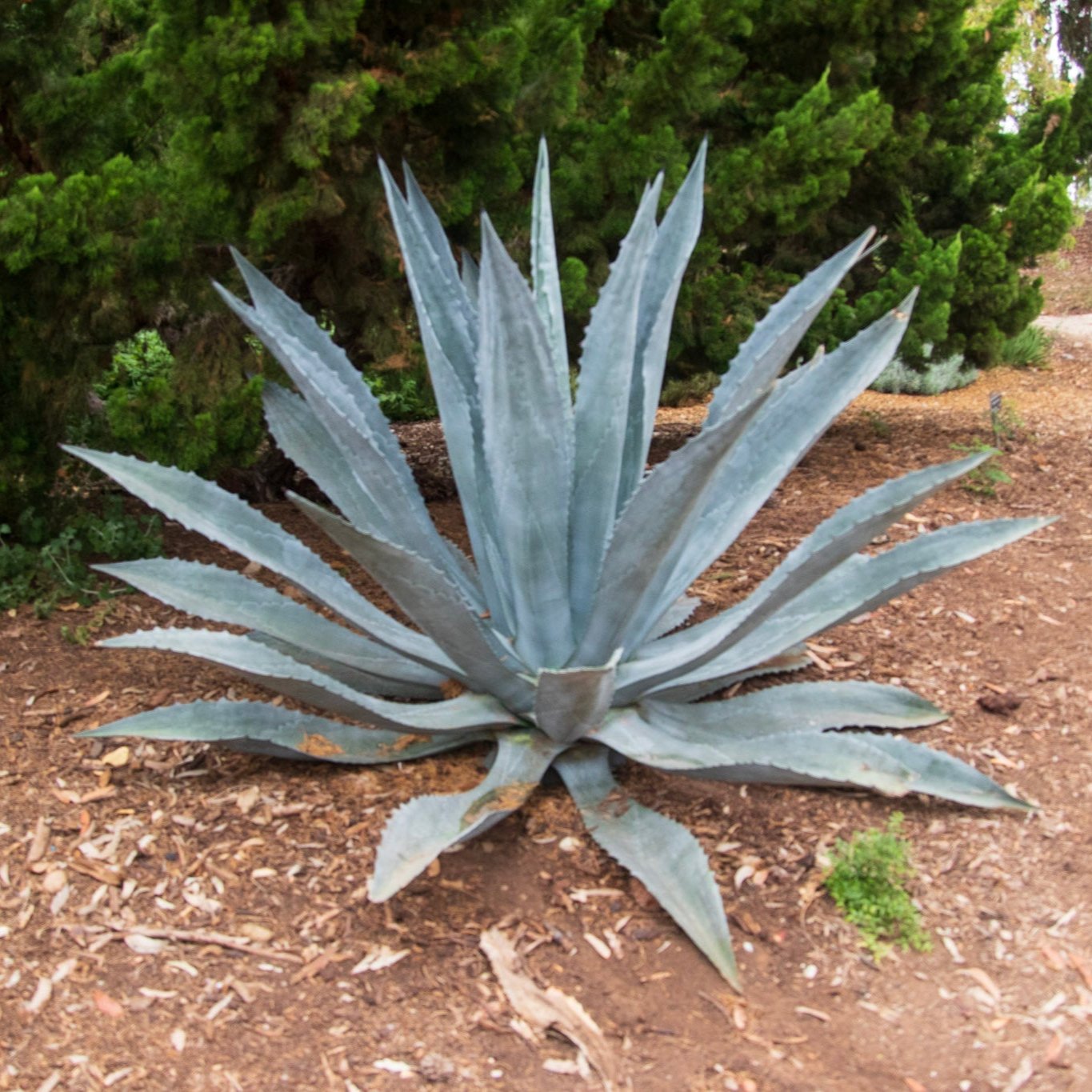 Agave_americana