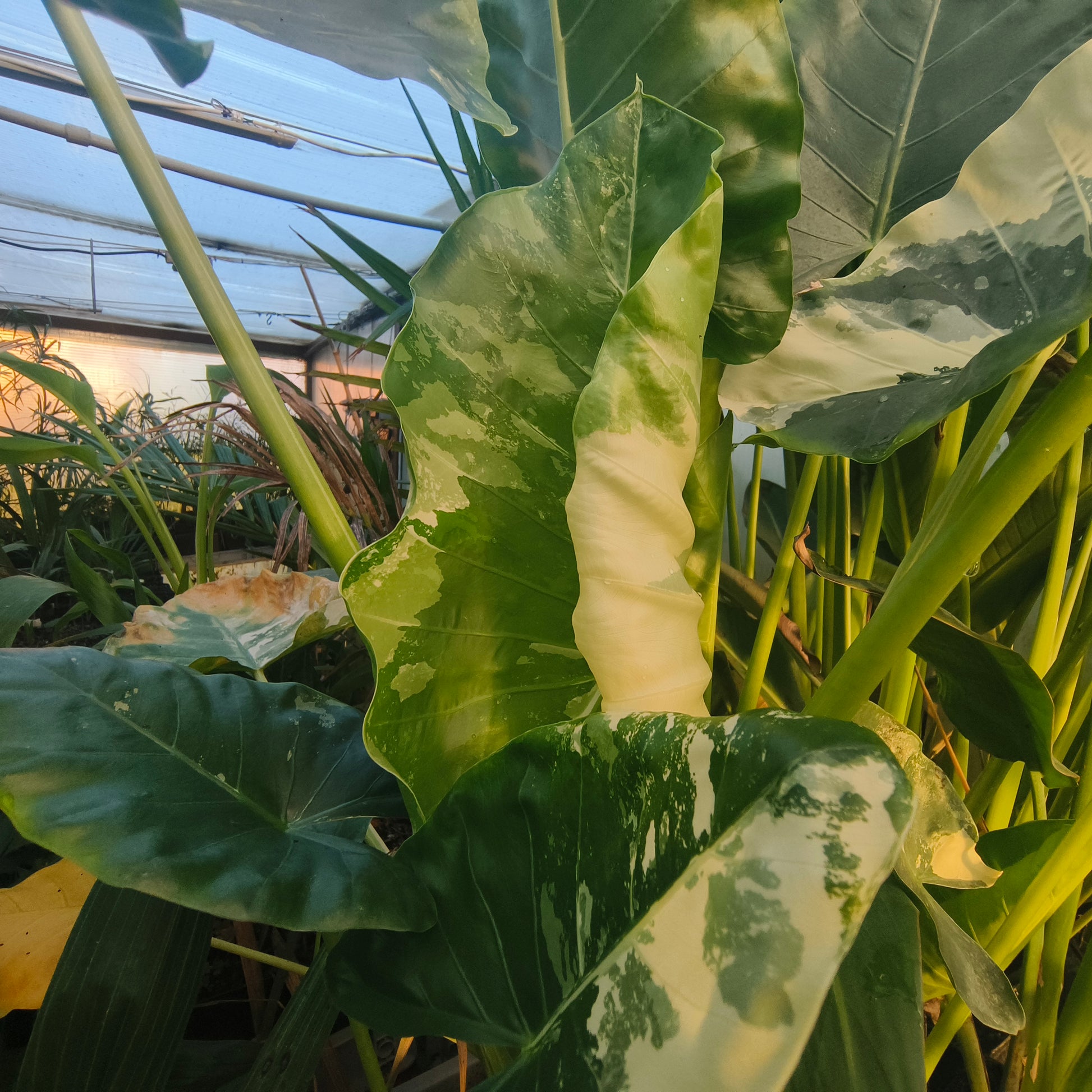 Alocasia Macrorrhiza " Variegata "