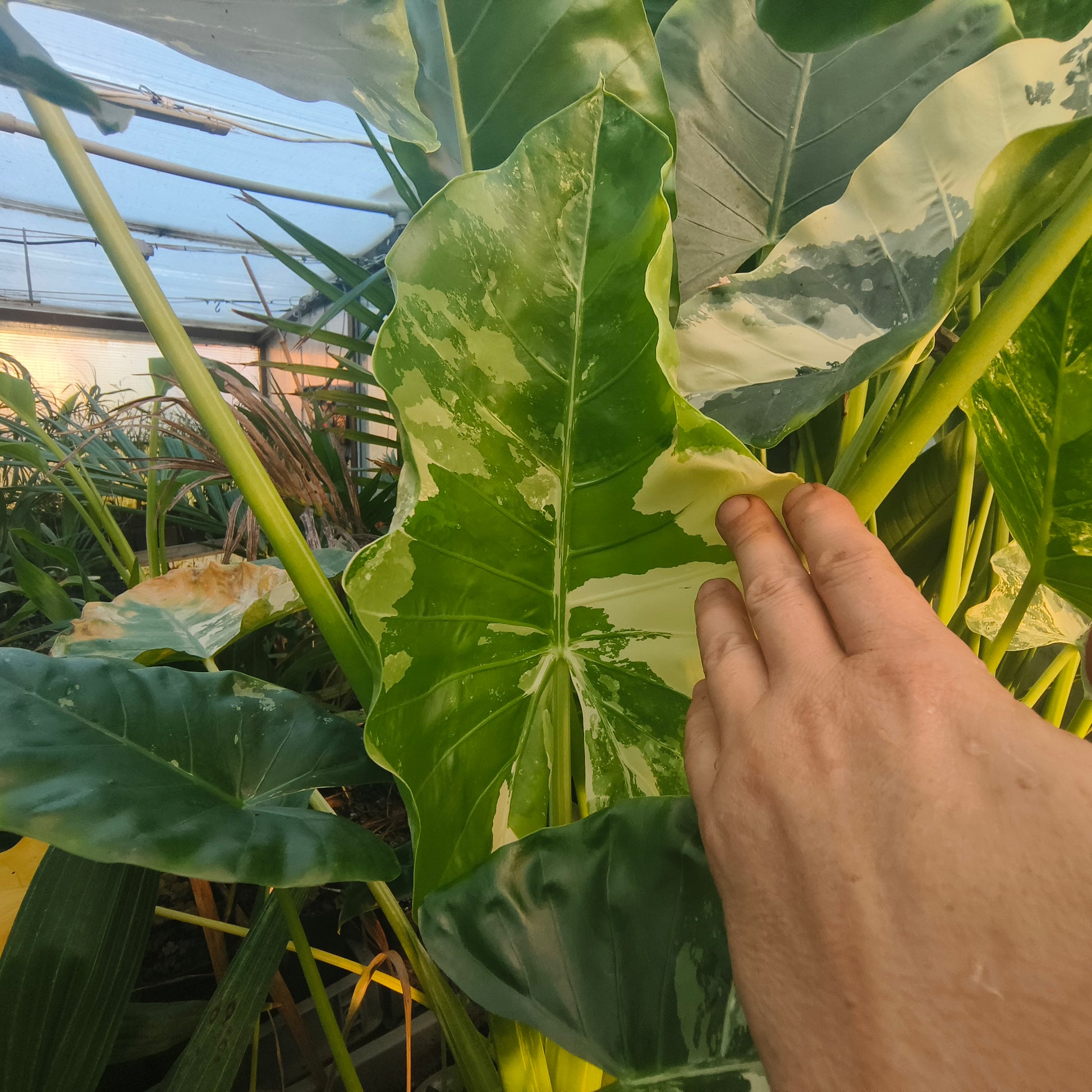 Alocasia Macrorrhiza " Variegata "