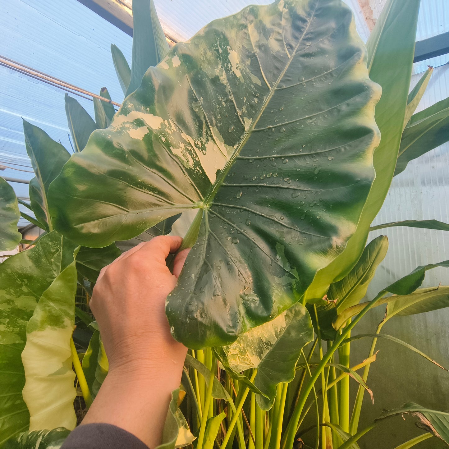 Alocasia Macrorrhiza