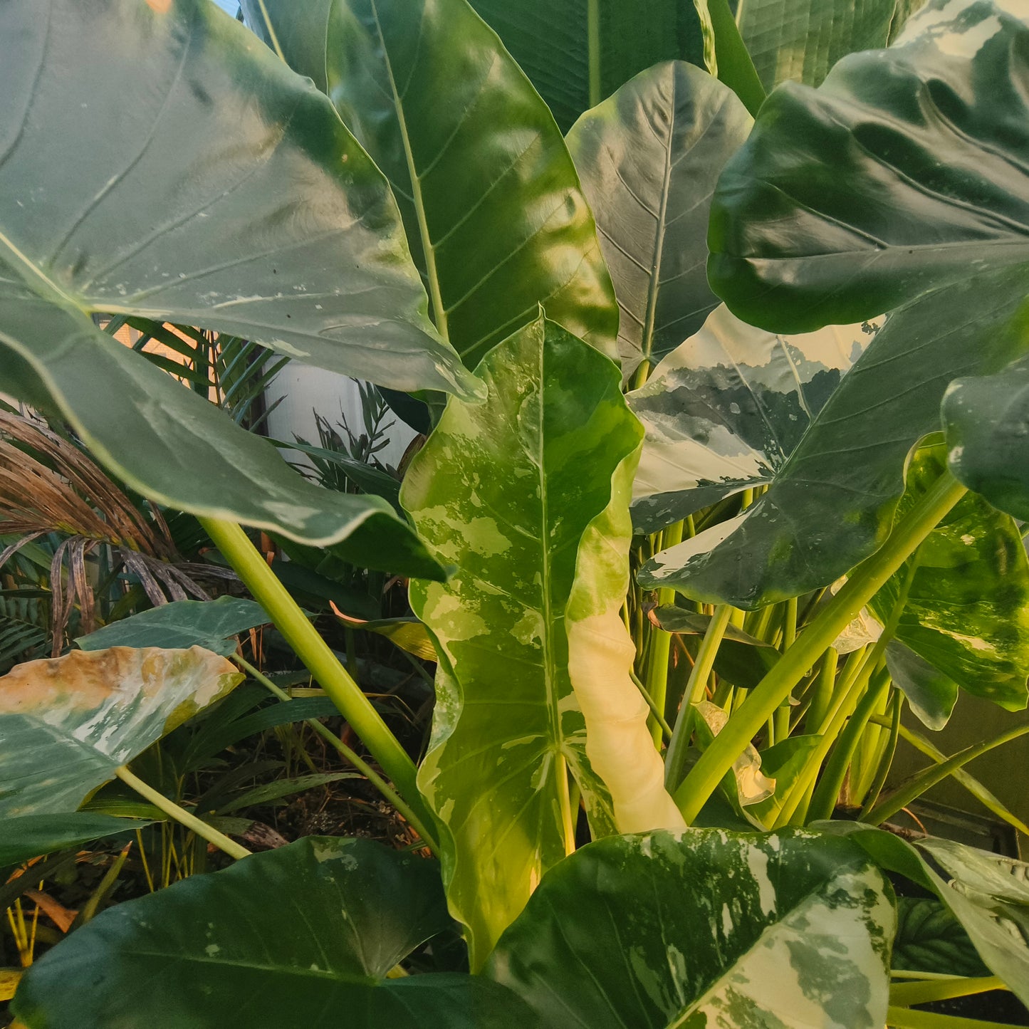 Alocasia Macrorrhiza