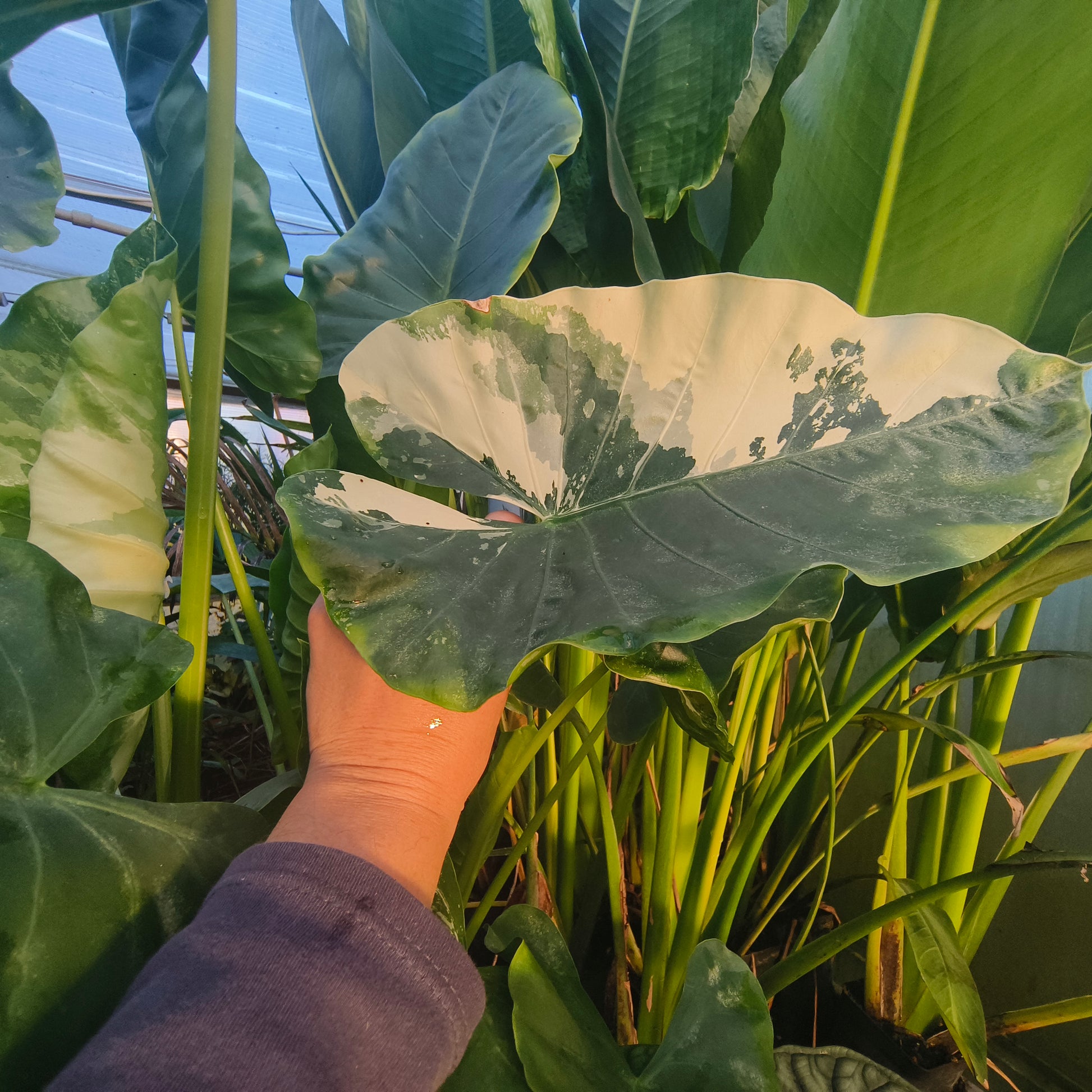 Alocasia Macrorrhiza