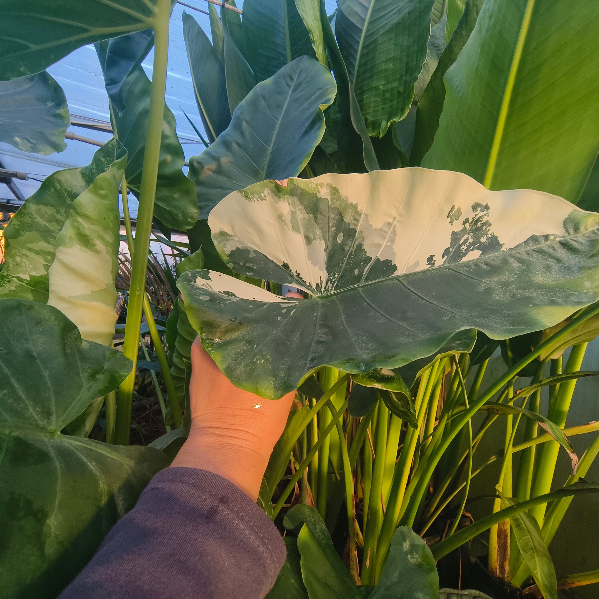 Alocasia Macrorrhiza