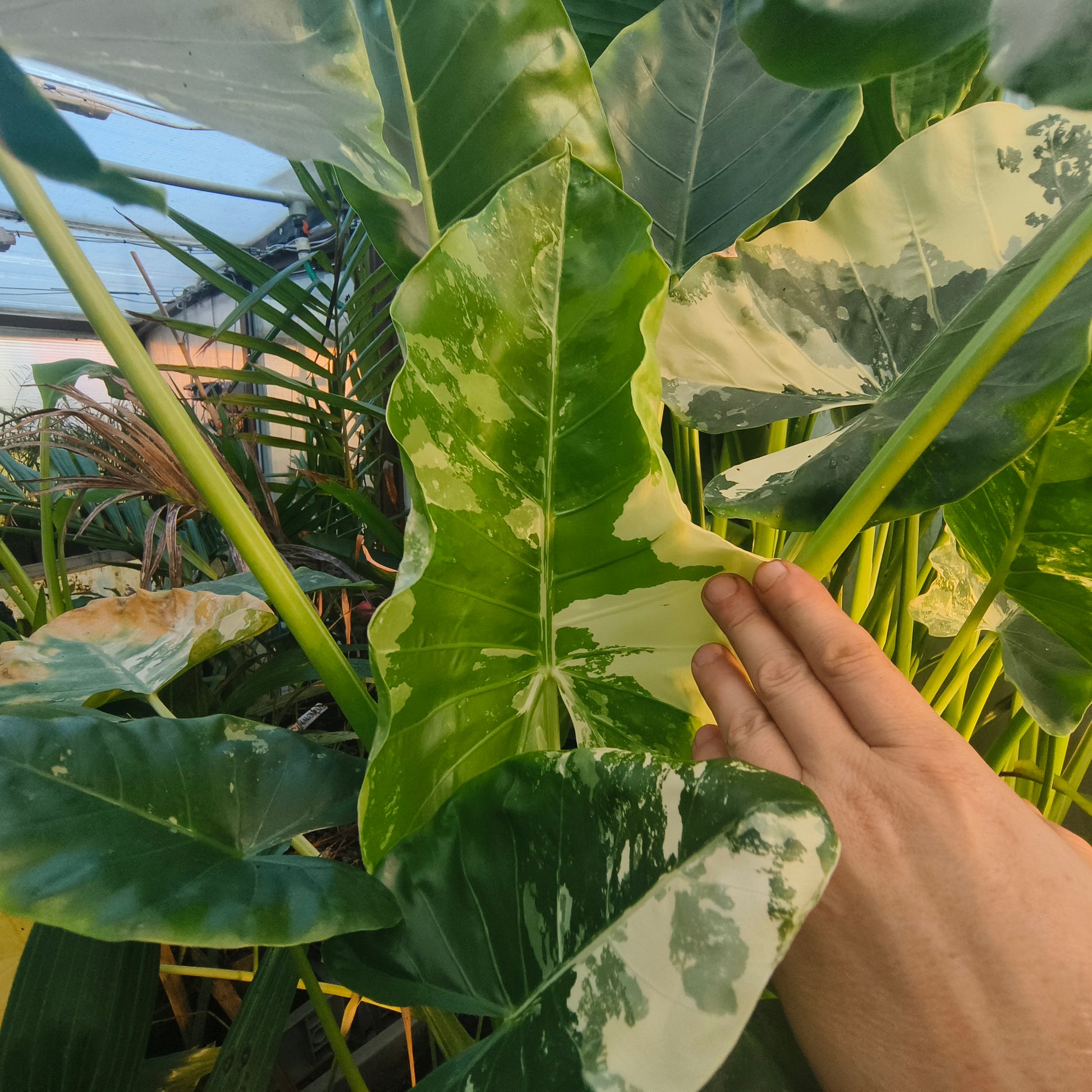 Alocasia Macrorrhiza