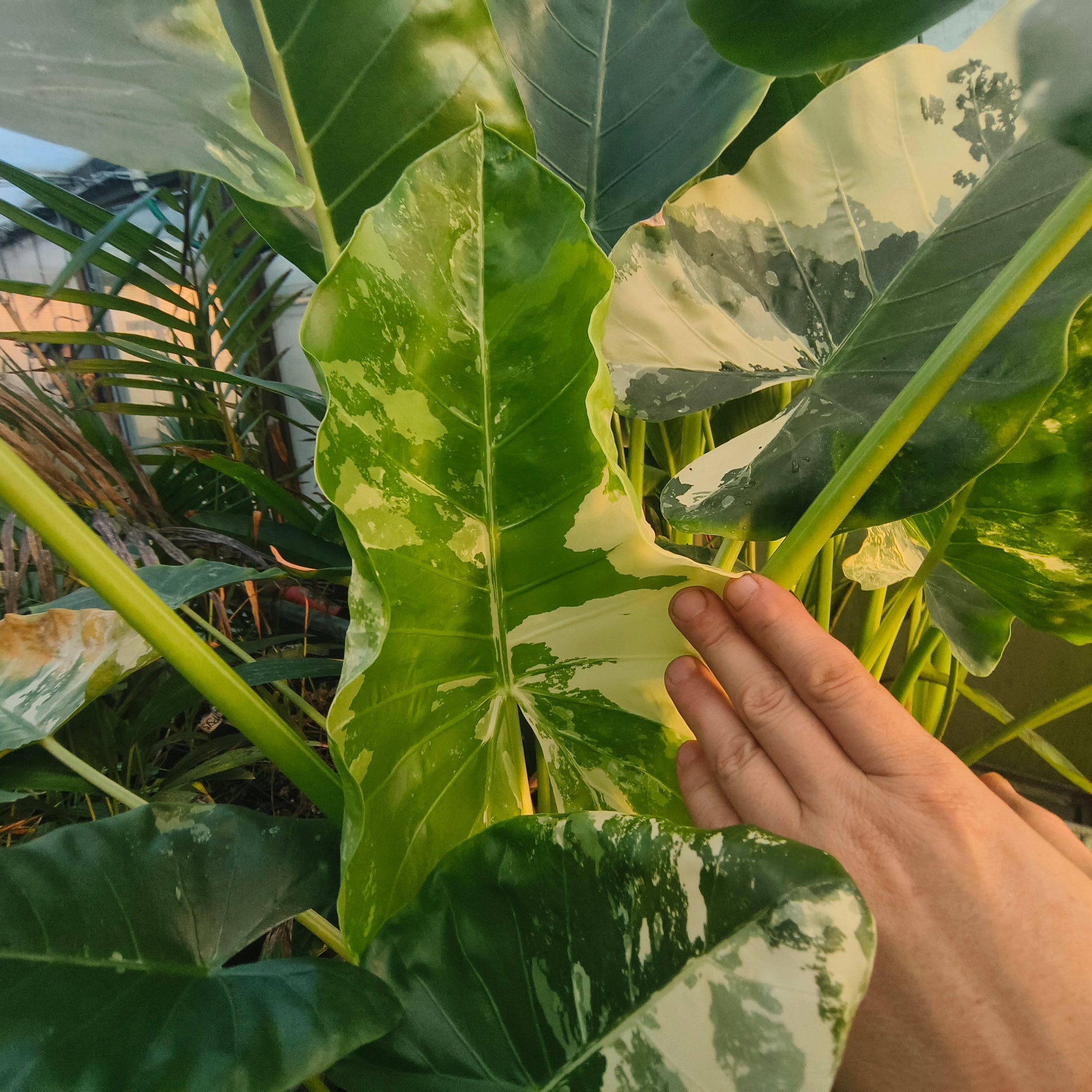 Alocasia Macrorrhiza