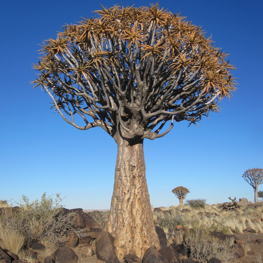 Aloe dichotoma