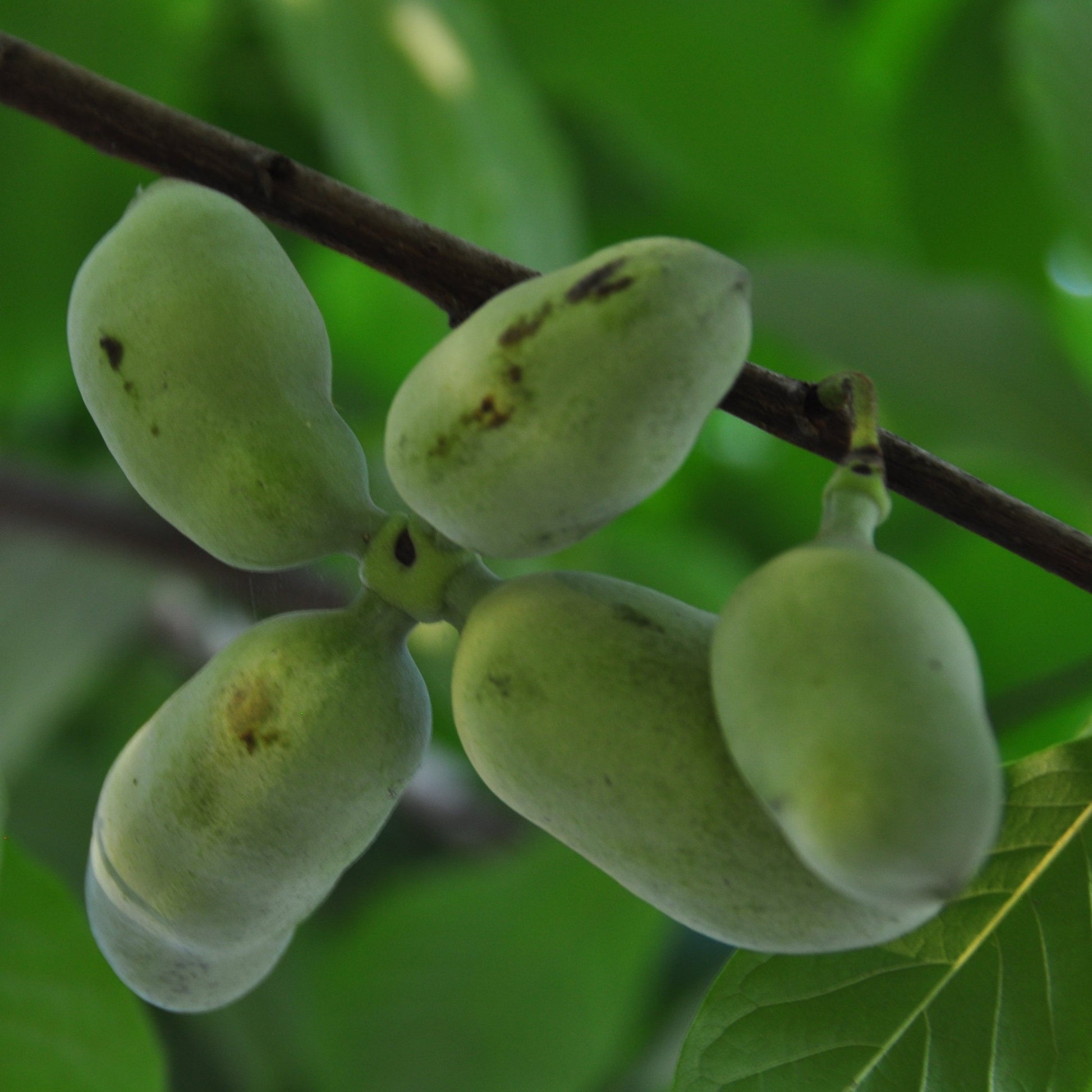 Asimina triloba