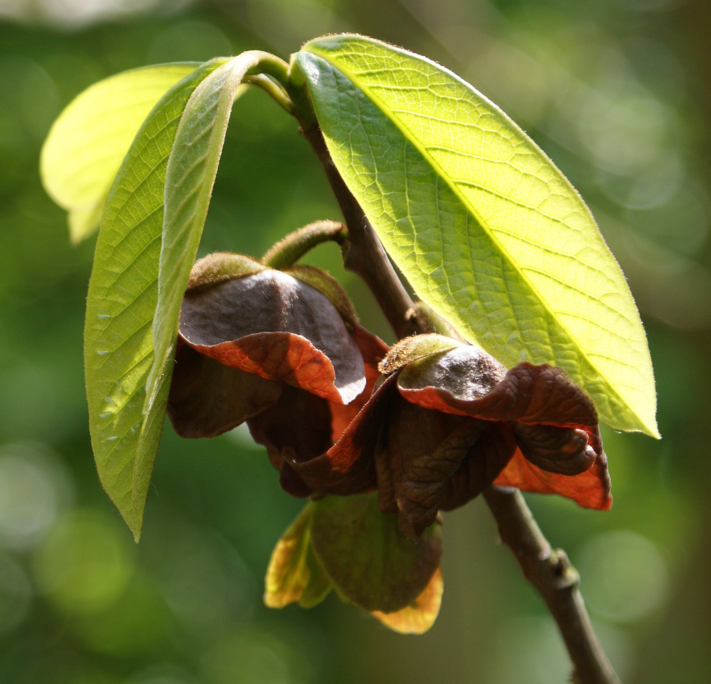 Asimina triloba