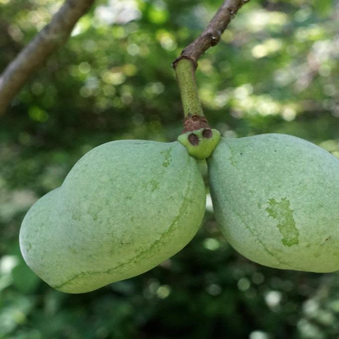 Asimina triloba