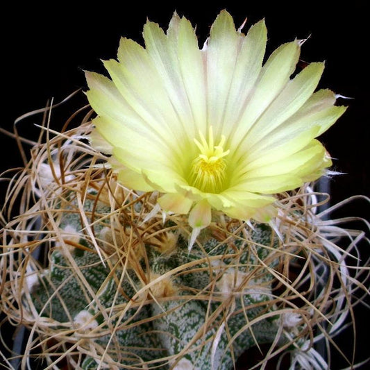 Astrophytum capricorne "Variegata"