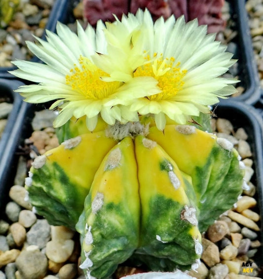 Astrophytum myriostigma "Variegata"