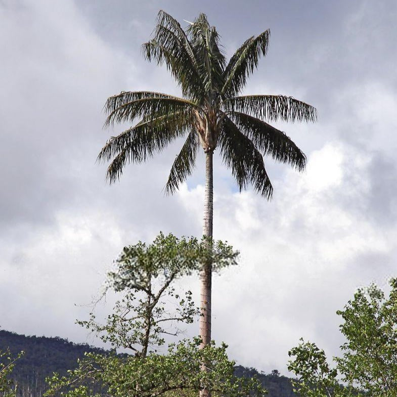 Ceroxylon quindiuense