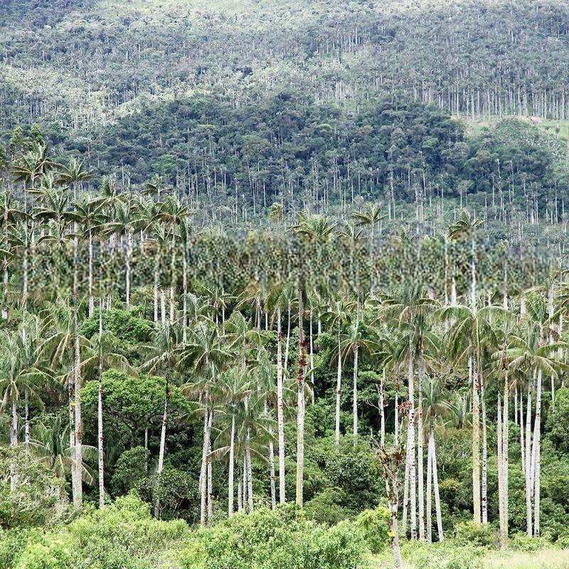 Ceroxylon quindiuense