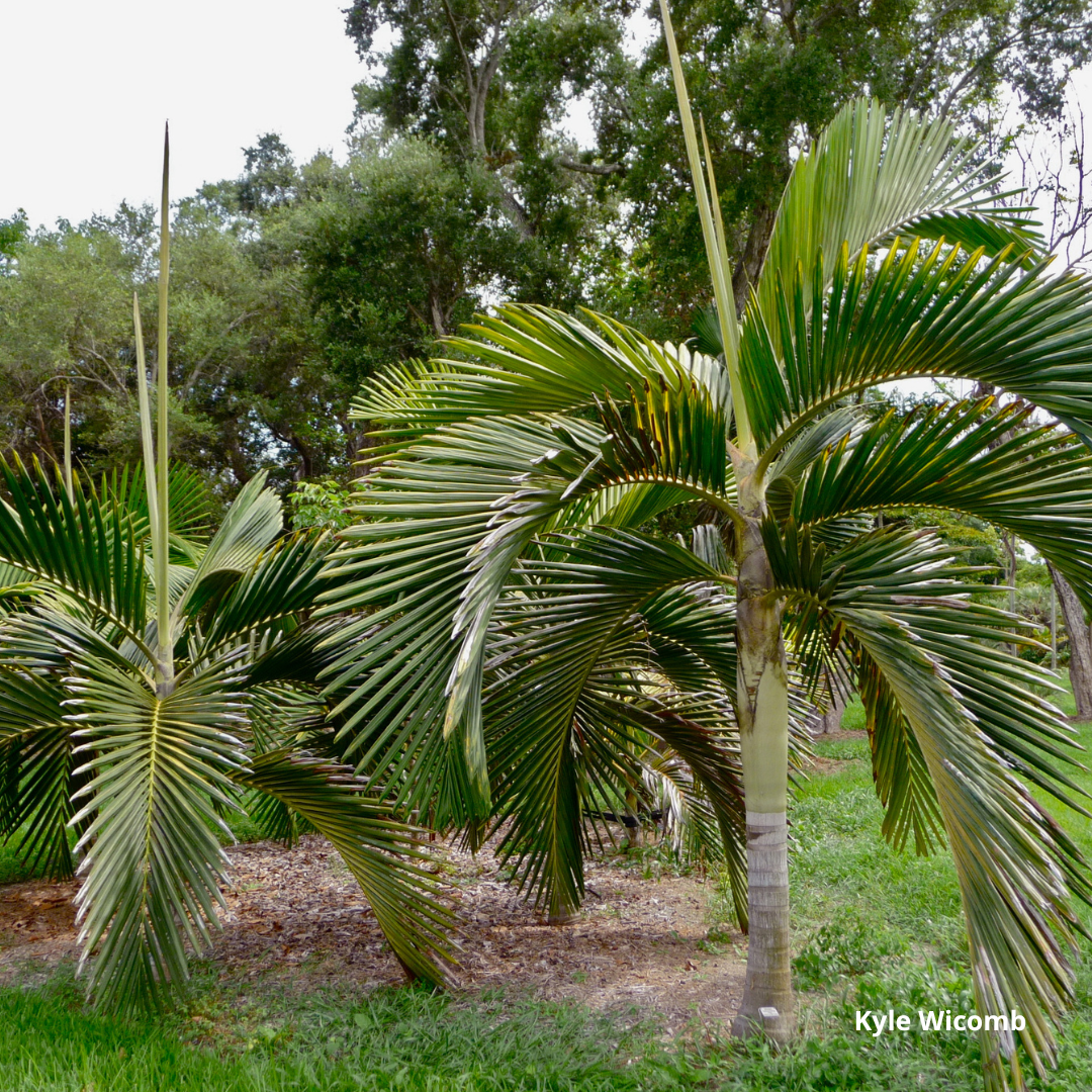 Chambeyronia macrocarpa