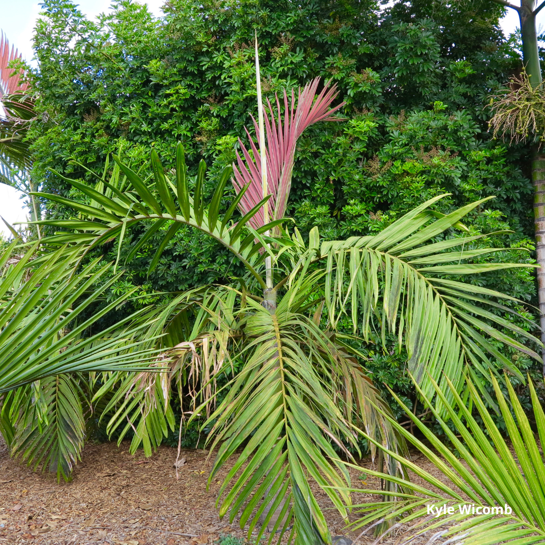 Chambeyronia macrocarpa