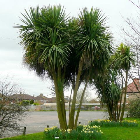 Cordyline australis, Cabbage Palm, Torbay Palm - 50 pieces fresh seeds