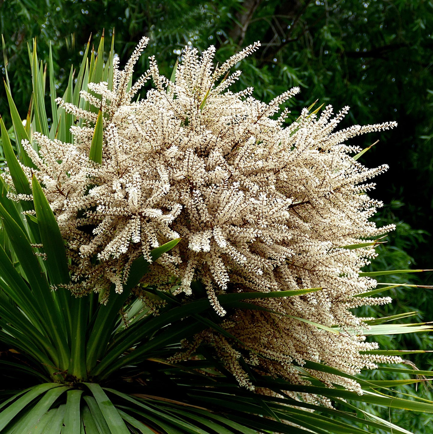 Cordyline australis, Cabbage Palm, Torbay Palm - 50 pieces fresh seeds