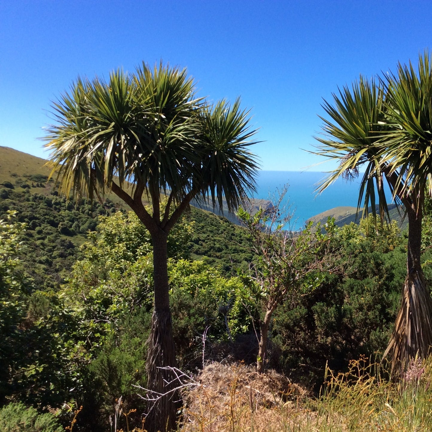 Cordyline australis, Cabbage Palm, Torbay Palm - 50 pieces fresh seeds