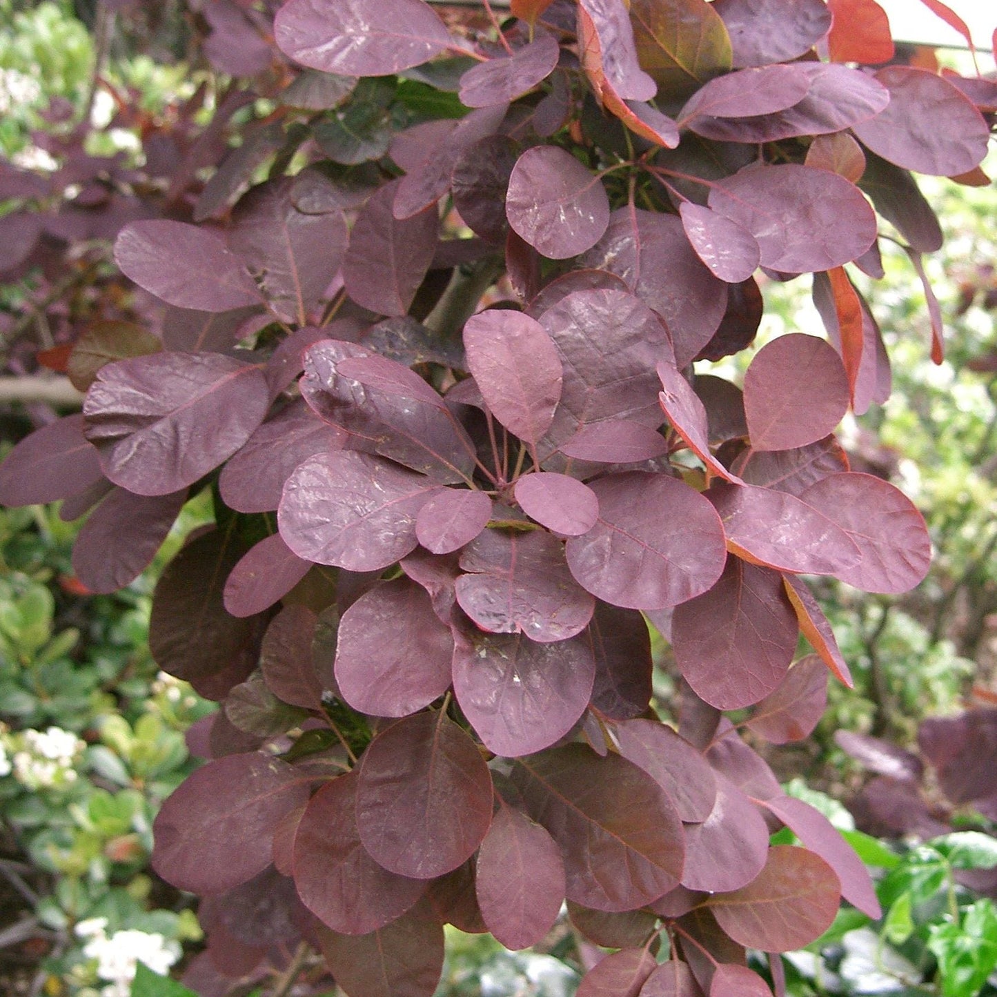 Cotinus coggygria "Purpureus"