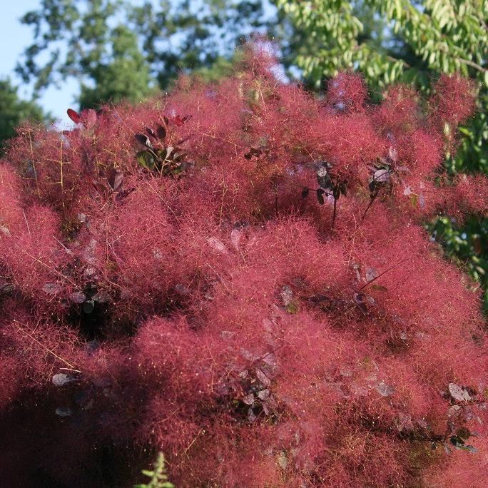 Cotinus coggygria "Purpureus"