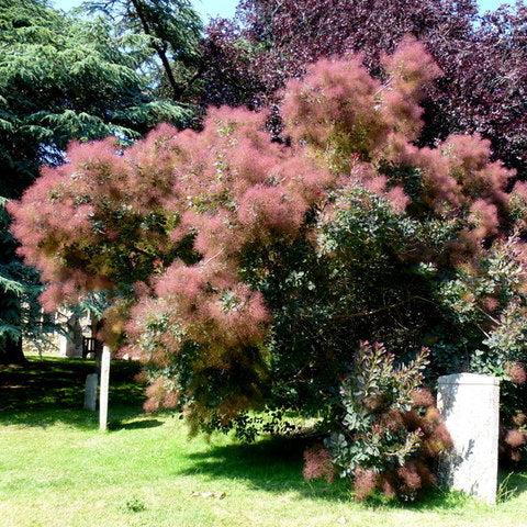 Cotinus coggygria "Purpureus"