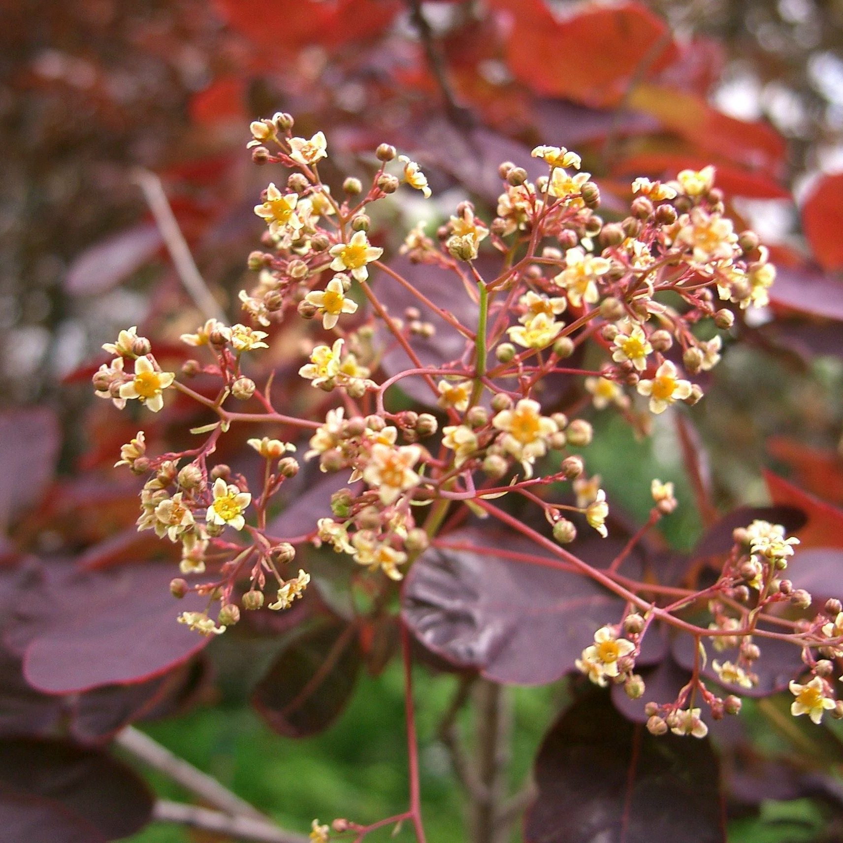 Cotinus coggygria "Purpureus"