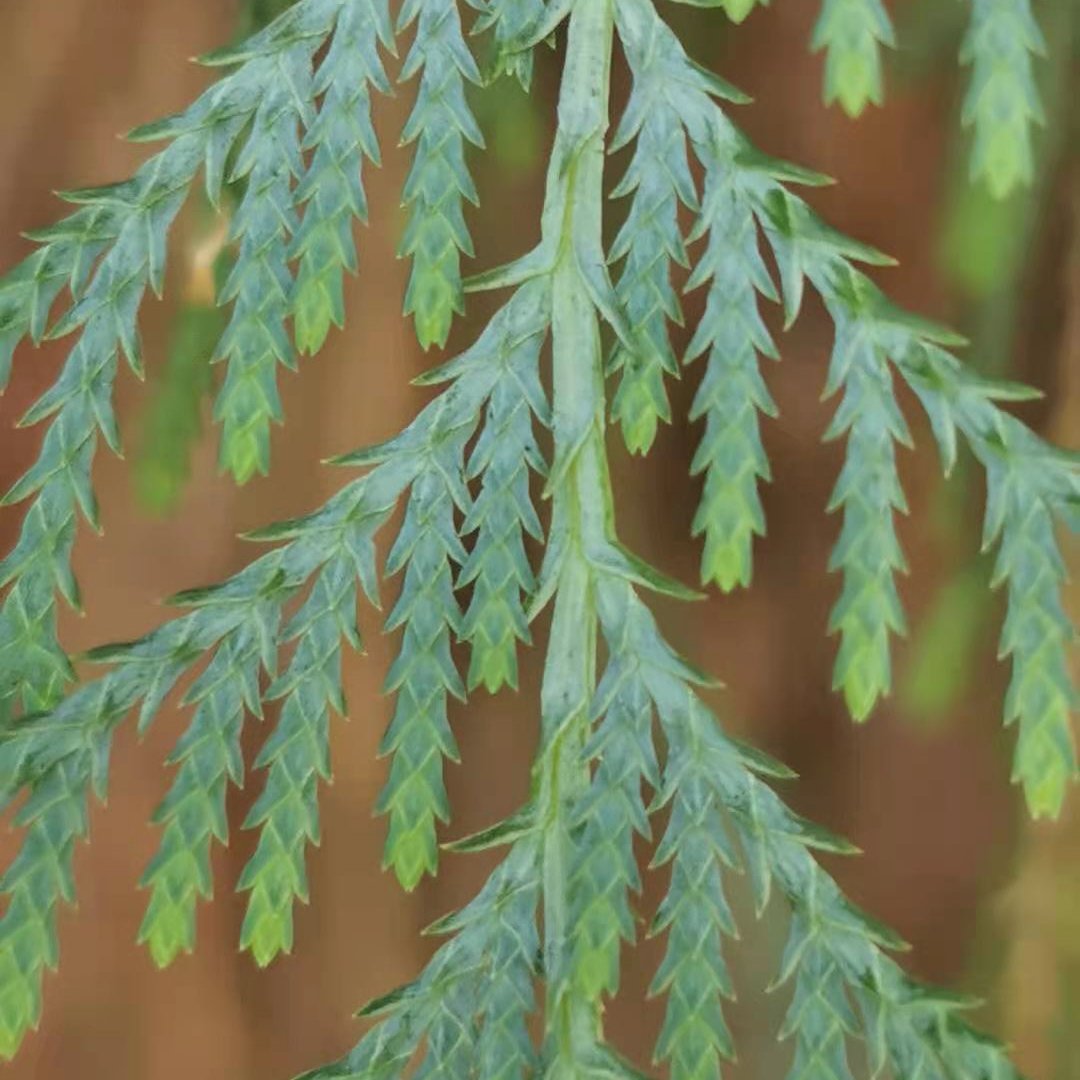 Cupressus cashmeriana