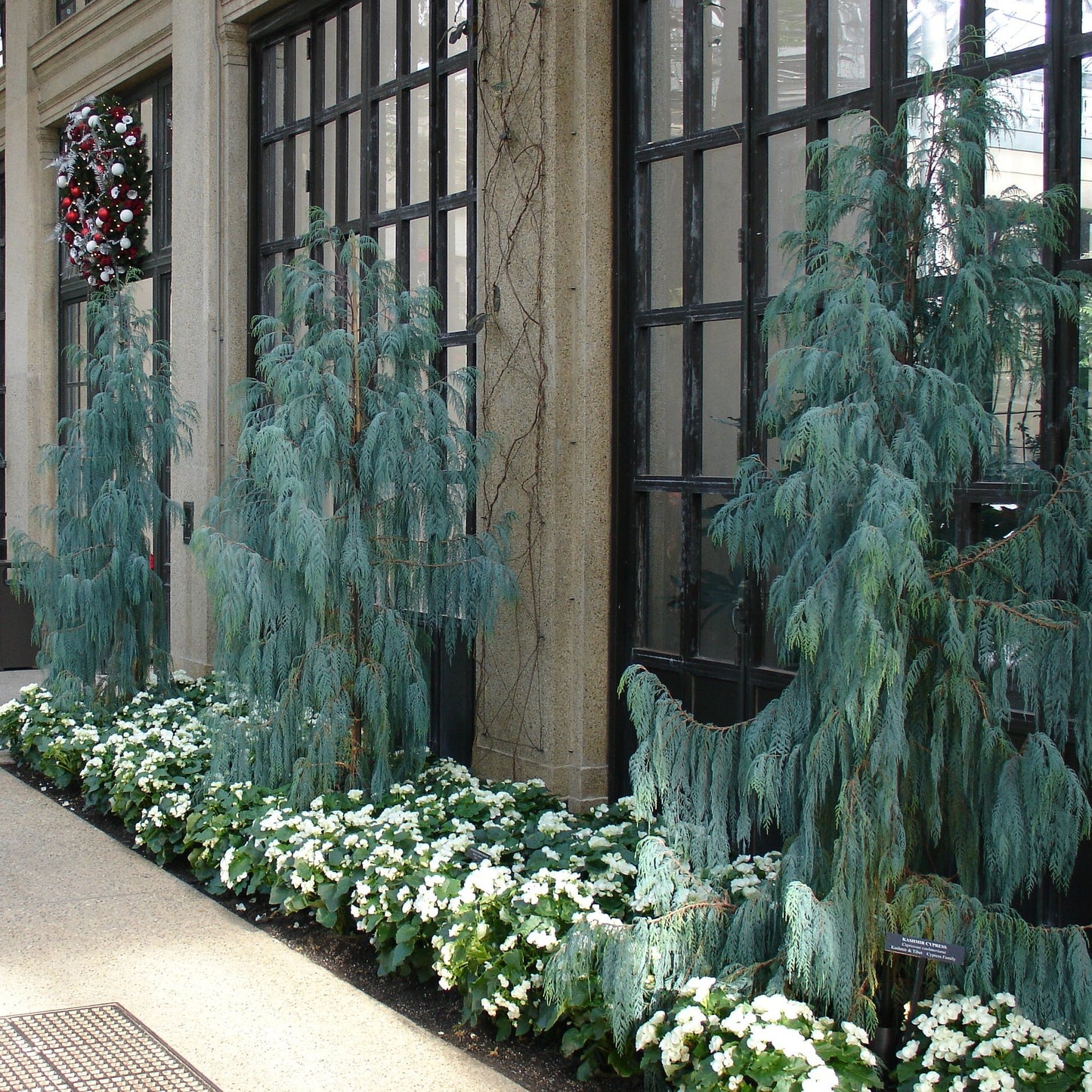 Cupressus cashmeriana